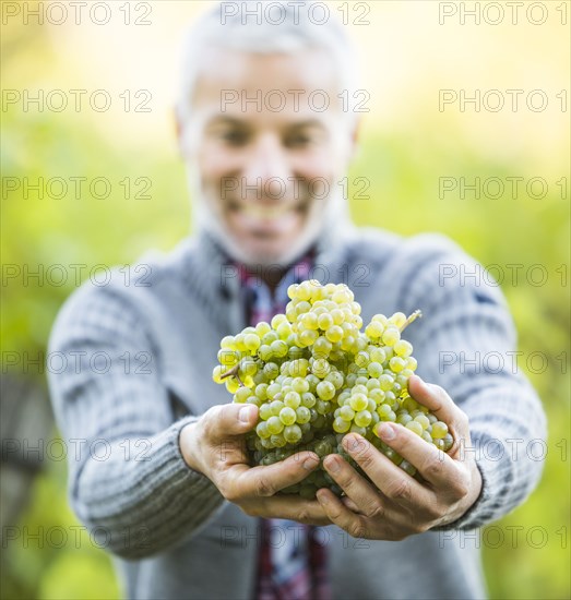 Caucasian farmer holding grapes in vineyard