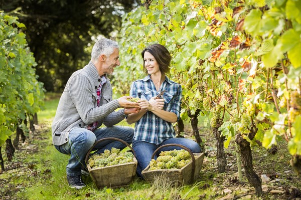 Caucasian farmers holding grapes in vineyard