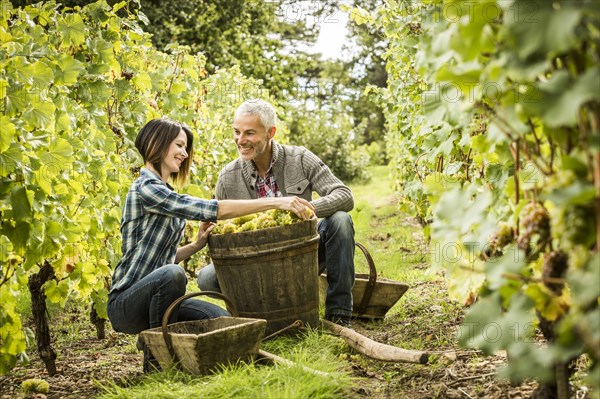 Caucasian farmers picking grapes in vineyard