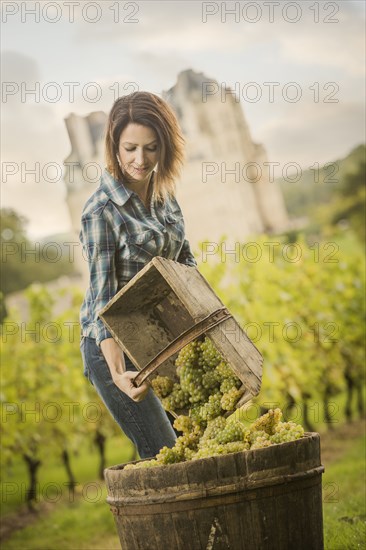 Caucasian farmer gathering grapes in vineyard