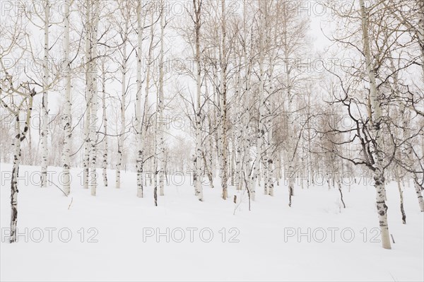 Forest in winter