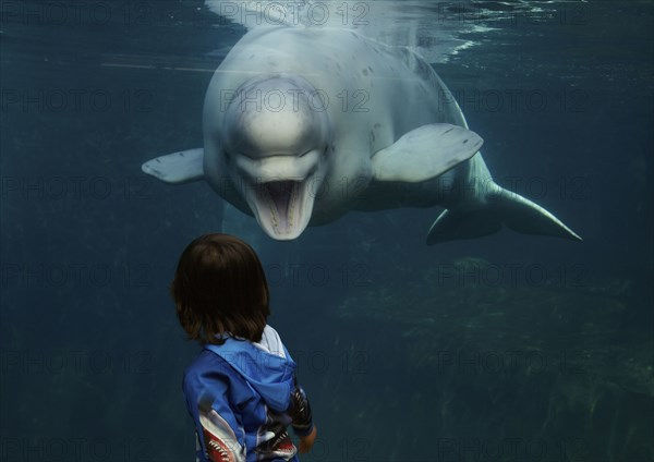 Mixed race boy looking at beluga whale