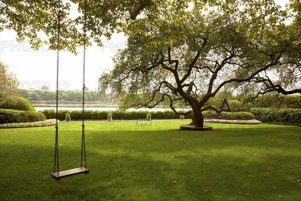 Tree swing in urban park