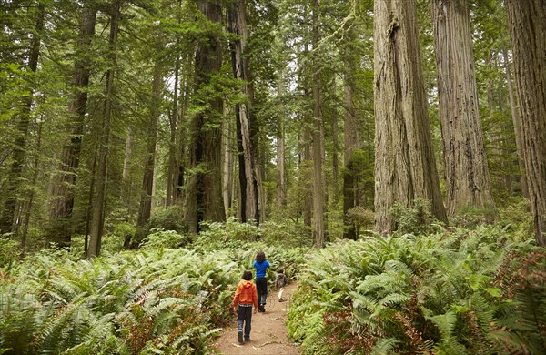 Mixed race children walking in forest