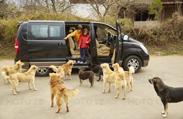 Mixed Race brothers exiting minivan to greet dogs