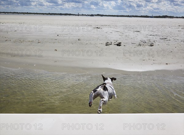 Dog jumping off boat toward beach