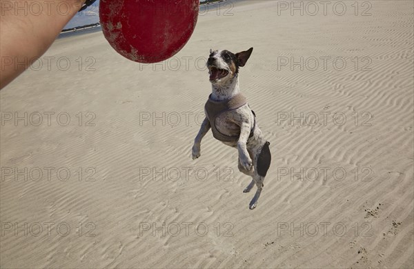 Mixed Race boy playing with dog on beach with plastic disc