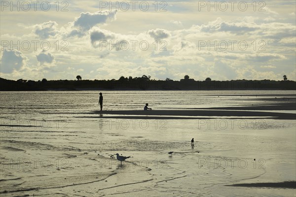 Distant birds and people in waves on beach