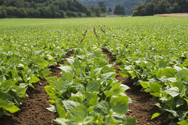 Rows of green plants in farm field