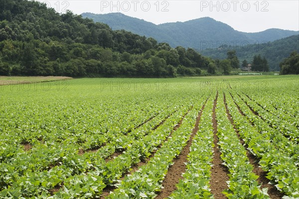 Rows of green plants in farm field