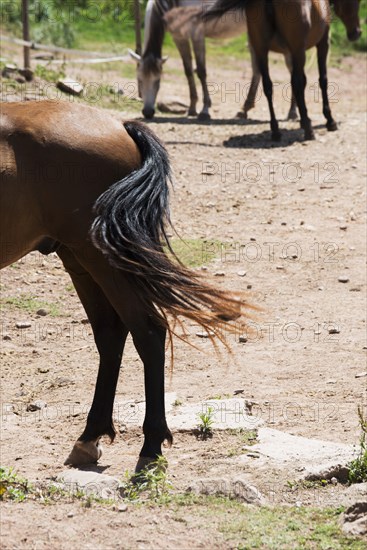 Horse wagging tail