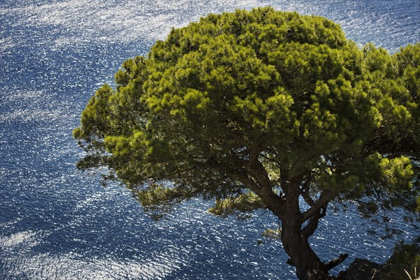 Tree overlooking water