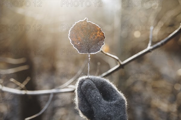 Gloved hand holding leaf covered with frost