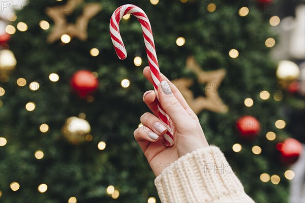 Hand of Caucasian woman holding candy cane near Christmas tree