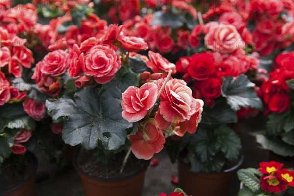 Red flowers in pots