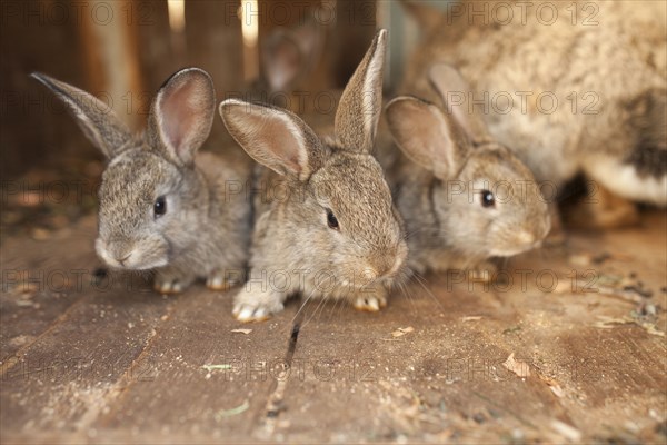 Close up of rabbits on wooden floor