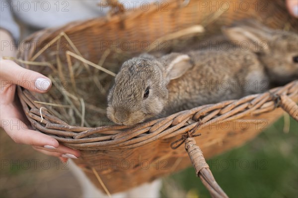 Close up of woman carrying rabbits in basket