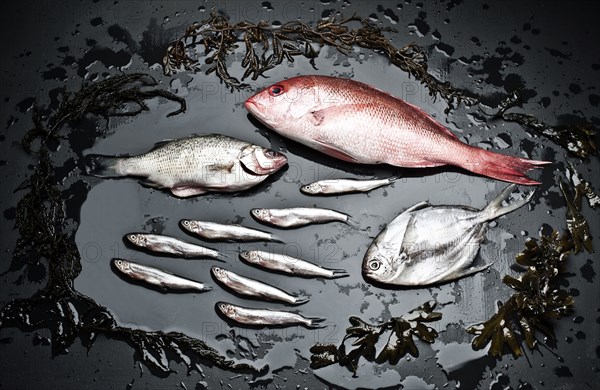 Varieties of fish on black board