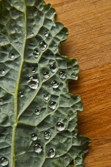 Water droplets on kale leaf