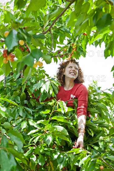 Caucasian woman in cherry tree