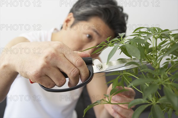 Asian man pruning bonsai tree