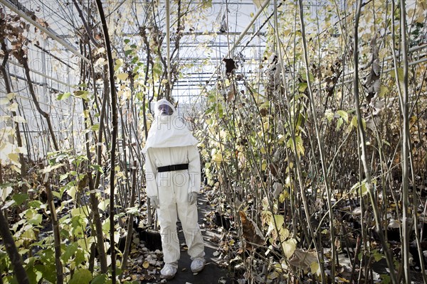 Scientist in clean suit working in greenhouse