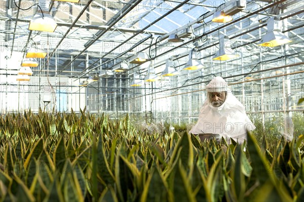 Scientist in clean suit working in greenhouse