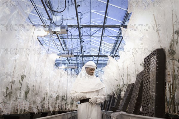 Scientist in clean suit working in greenhouse