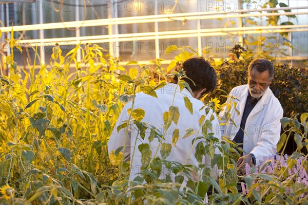 Scientists working in greenhouse