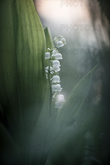 Close up of white bell-shaped flowers