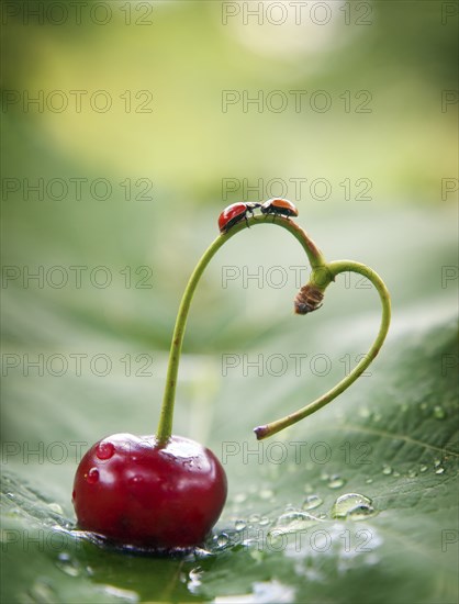 Ladybugs on heart-shaped cherry stem