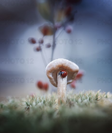 Ladybug on mushroom