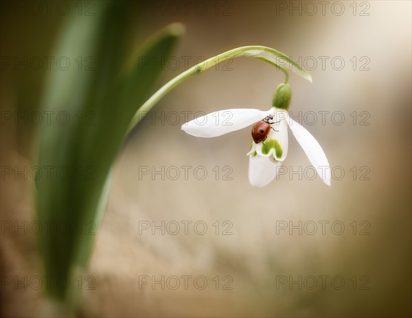 Ladybug on flower petal