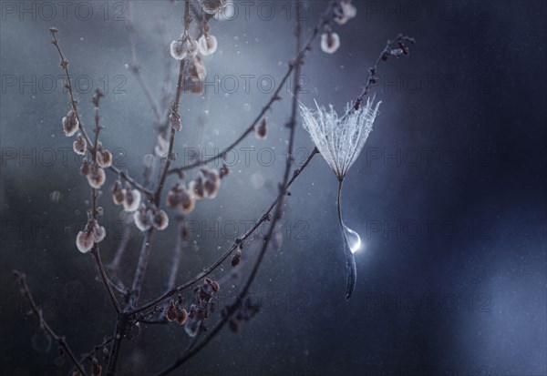 Droplet of water on plant stem