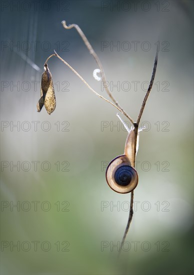 Slug climbing on stick