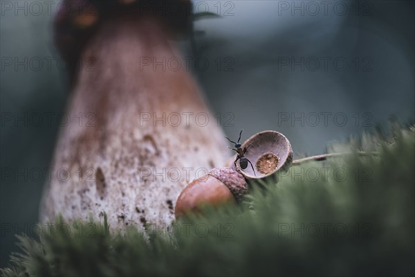 Ant climbing on acorn cap