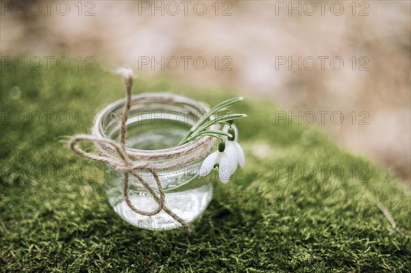 Close up of flowers in jar on moss