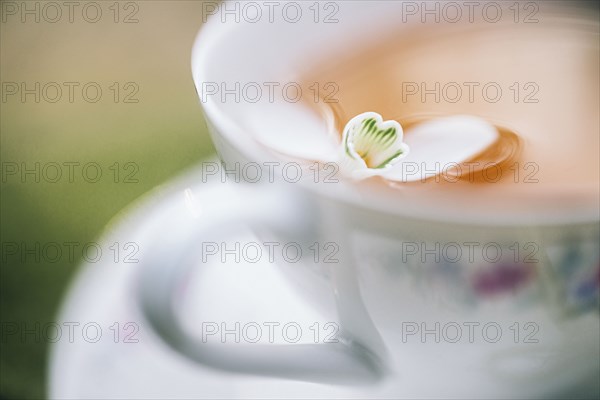 Close up of flower floating in tea