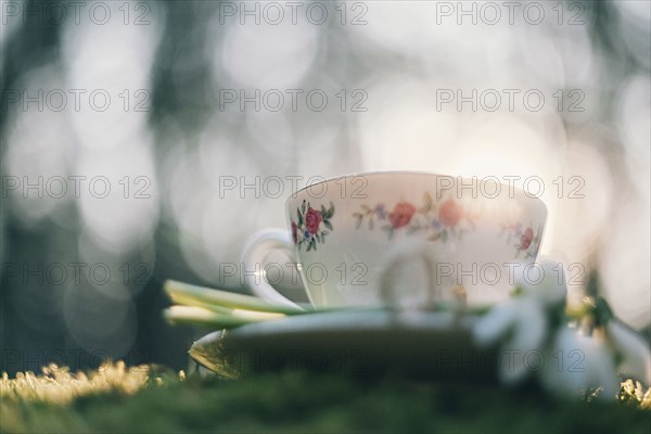 Low angle view of teacup and flower on moss
