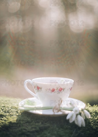 Sunshine on teacup and flower on moss
