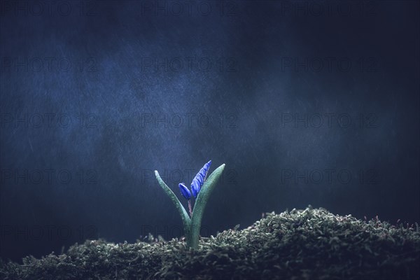 Rain on flower blooming in moss