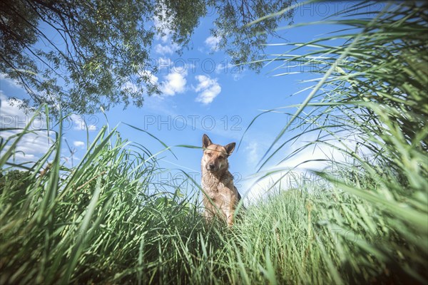 Portrait of dog looking down at grass