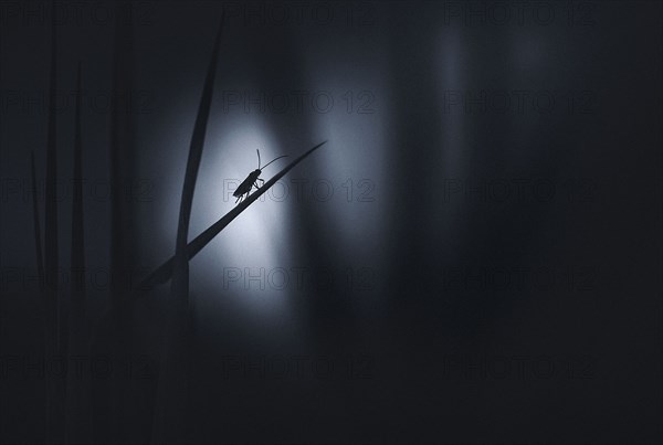 Silhouette of insect on blade of grass