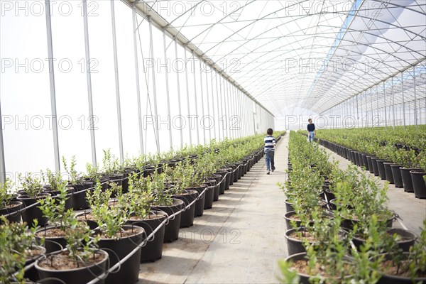 Hispanic boys walking in greenhouse