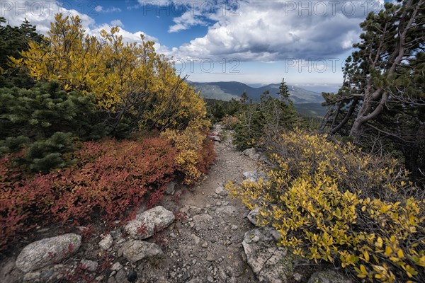 Autumn leaves in mountain landscape