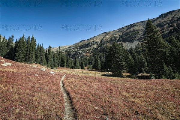 Trail to trees in rolling landscape