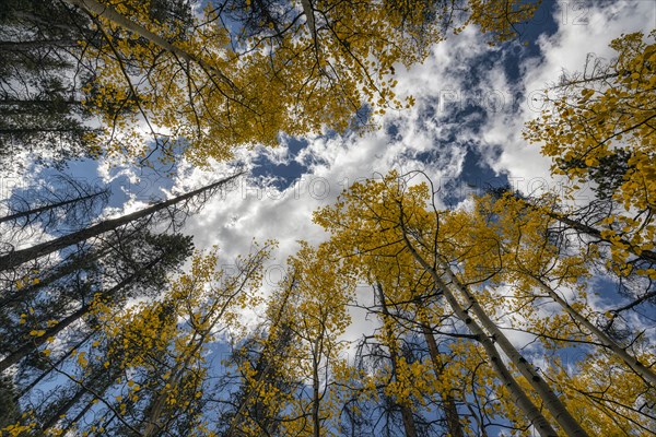 Trees in autumn under cloudy sky