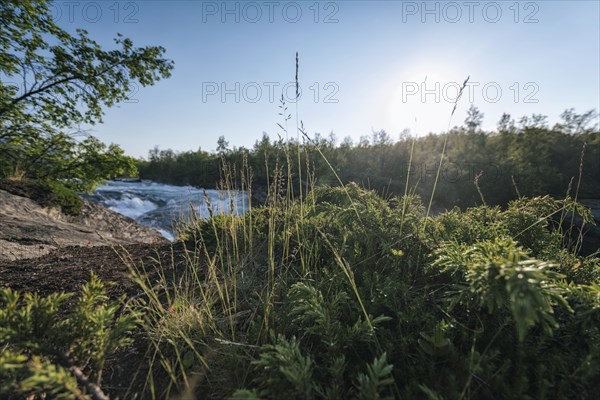 Foliage near remote river