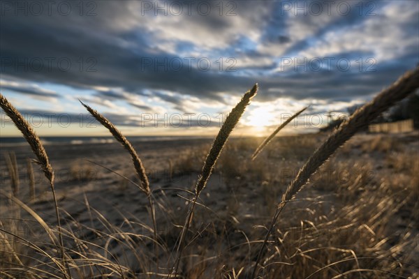 Tall grass on beach at sunset