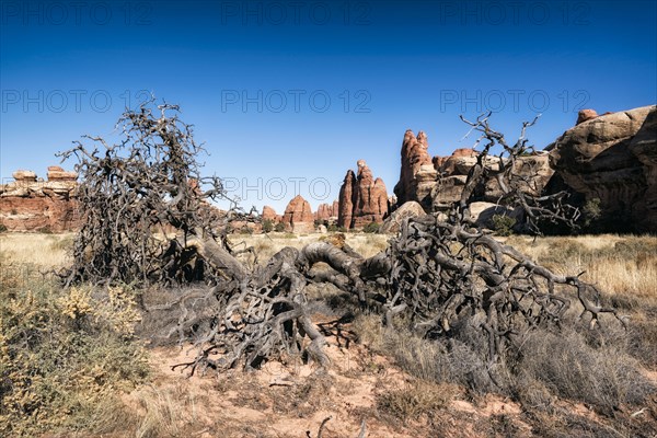 Barren tree in desert